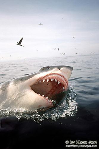 http://www.grandpacliff.com/Animals/Fish/Img-Sharks/shark-greatwhite-pt.jpg