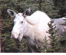 albino-moose-b.jpg