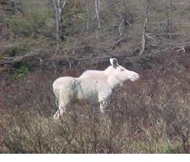 albino-moose2-b.jpg